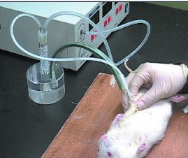 大小鼠自動擠奶器